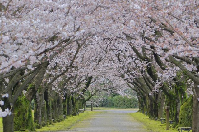 Buydeemで簡単！春のリフレッシュ薬膳 1週間レシピ